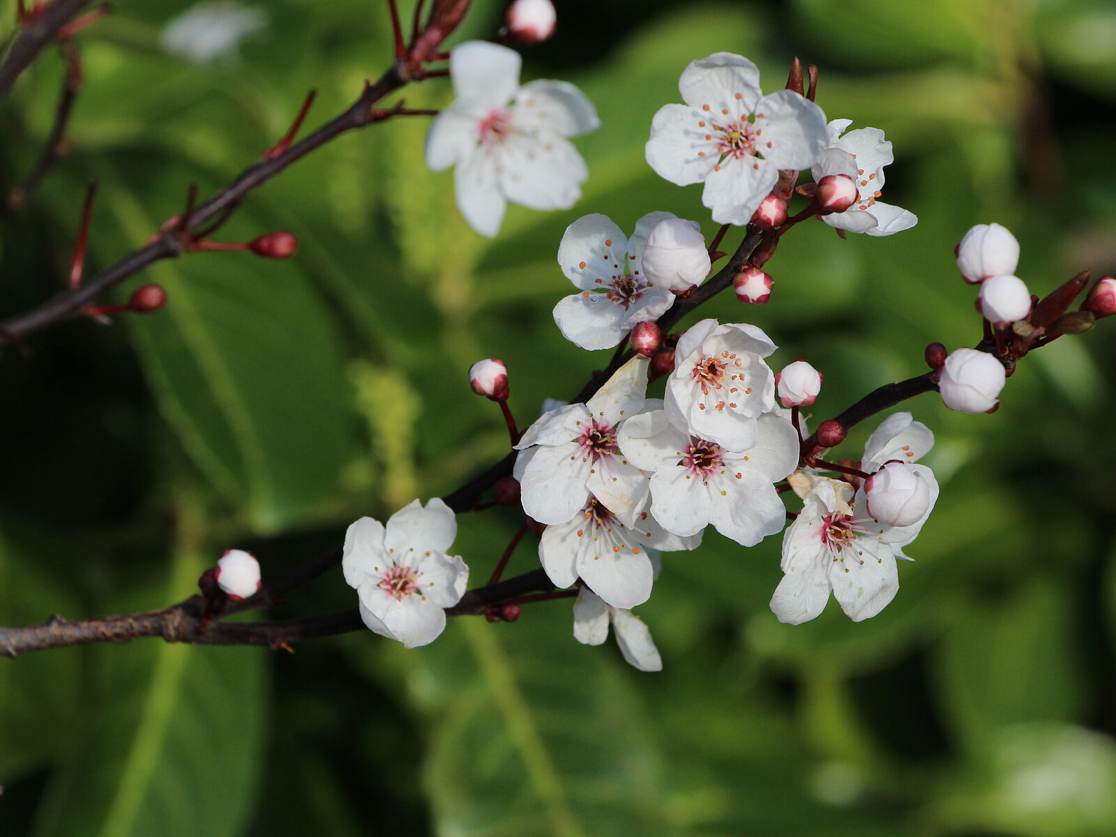 Spring blossom and pollen, a common hay fever trigger